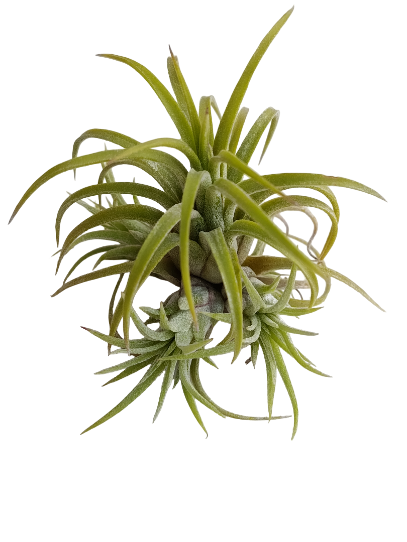 Tillandsia Ionantha Curly Planta Natural Clavel Del Aire 5-7 Cms_0