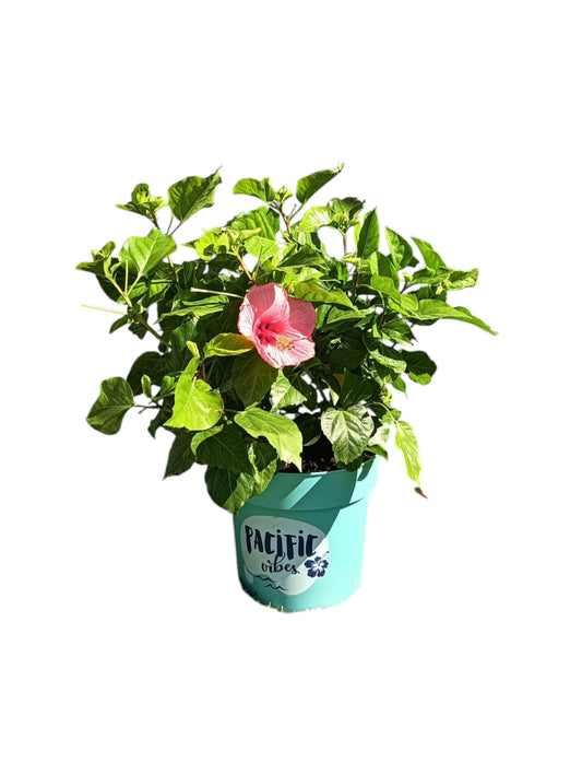 Hibiscus Maceta 35 CM_0
