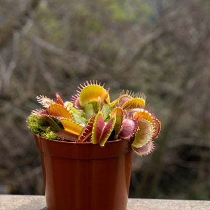 Jardinera con Dionaeas Pack plantas carnívoras