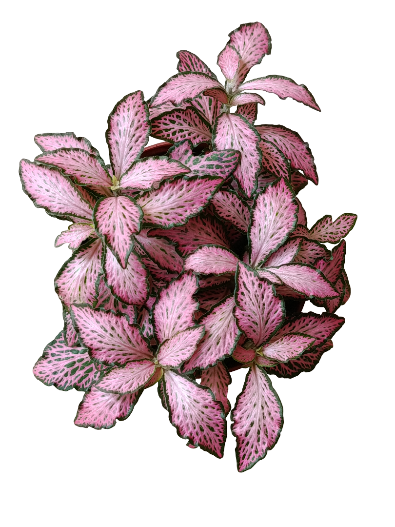 1 Planta Surtida Fittonia De Colores Ø8_2