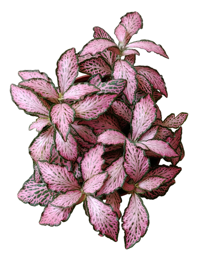 1 Planta Surtida Fittonia De Colores Ø8_2