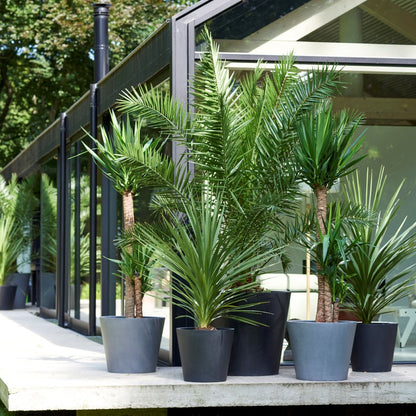 Mezcla De Palmeras Al Aire Libre - 6 Pzs - Altura 50-70cm - ⌀15cm_4