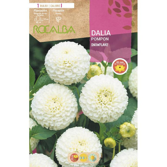 Bulbo Dalia pom pom blanca 1 unidad