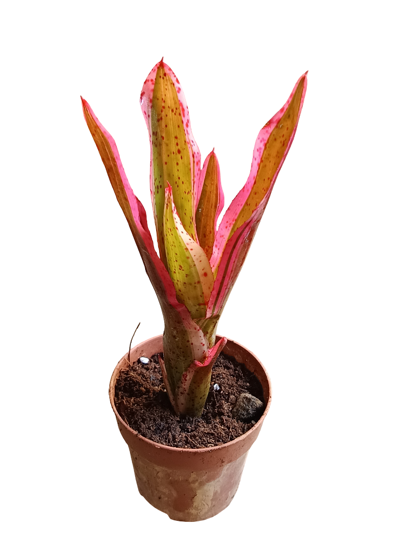 Neoregelia Iphigenie Planta Bromelia Para Terrarios E Inteior_0