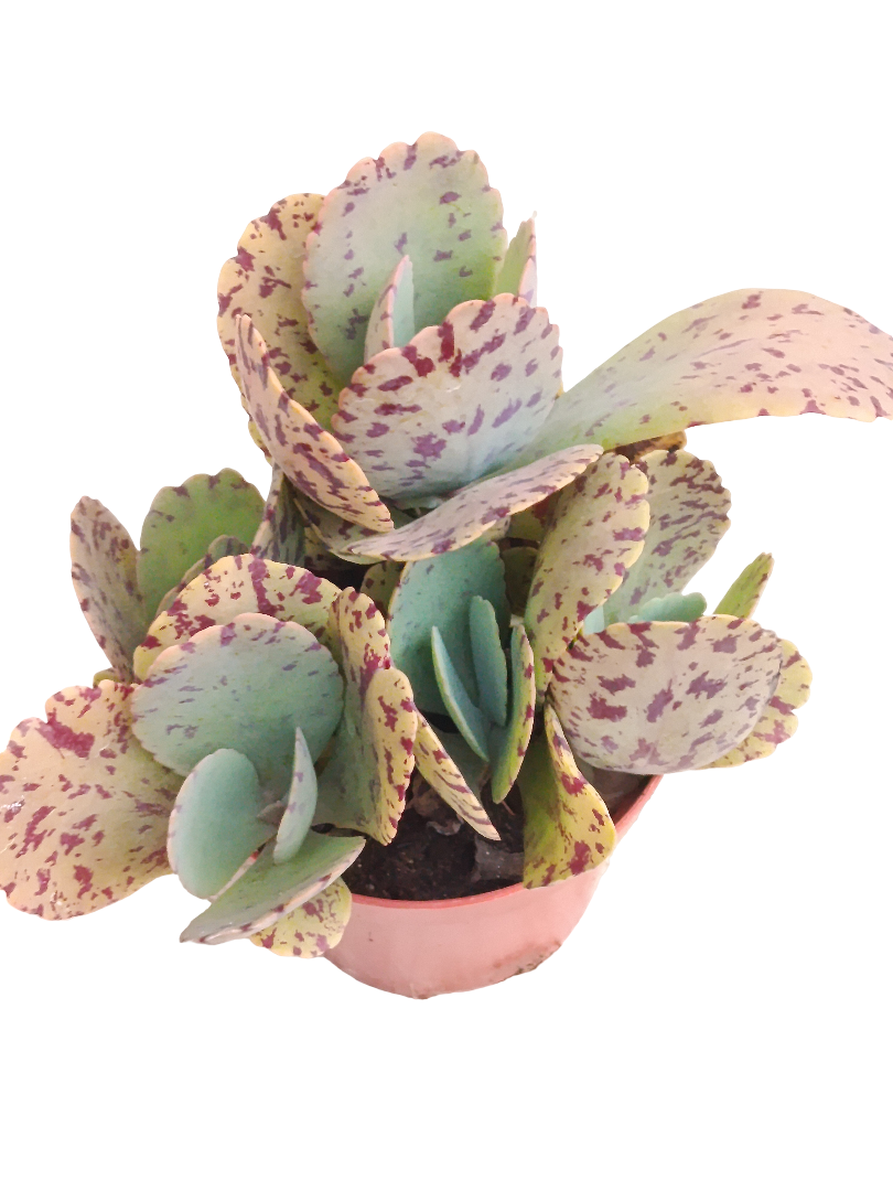 Kalanchoe Marmorata Ø8 Planta Suculenta_0