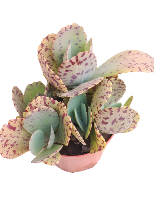 Kalanchoe Marmorata Ø8 Planta Suculenta_0