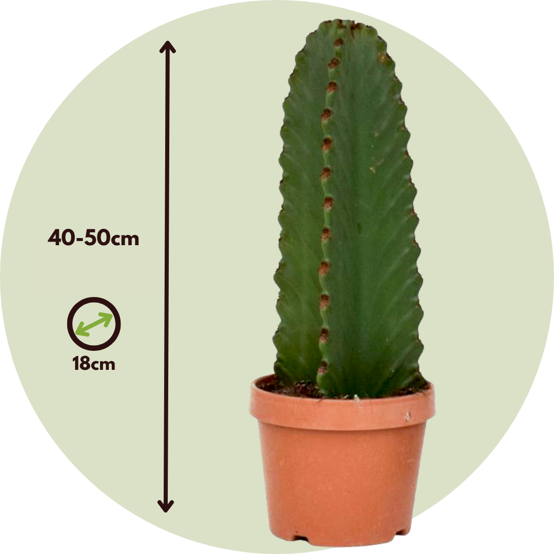Euforbia Candelabro - Euphorbia Ingens - Altura 40-50cm - ⌀18cm