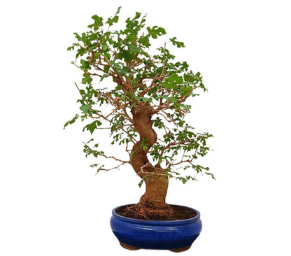 Bonsai Morus 20 Años (morera)_0