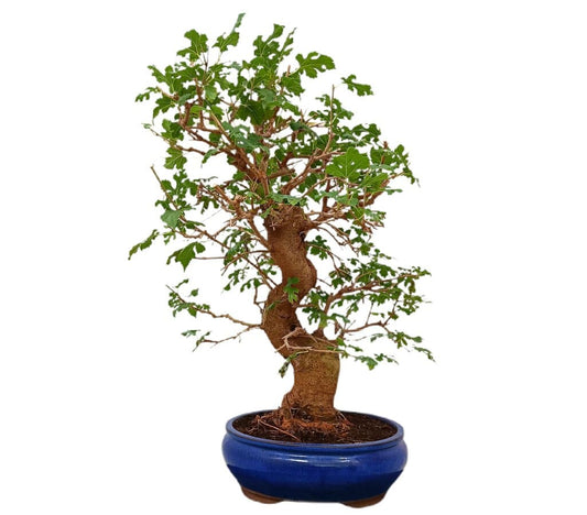 Bonsai Morus 20 Años (morera)_0