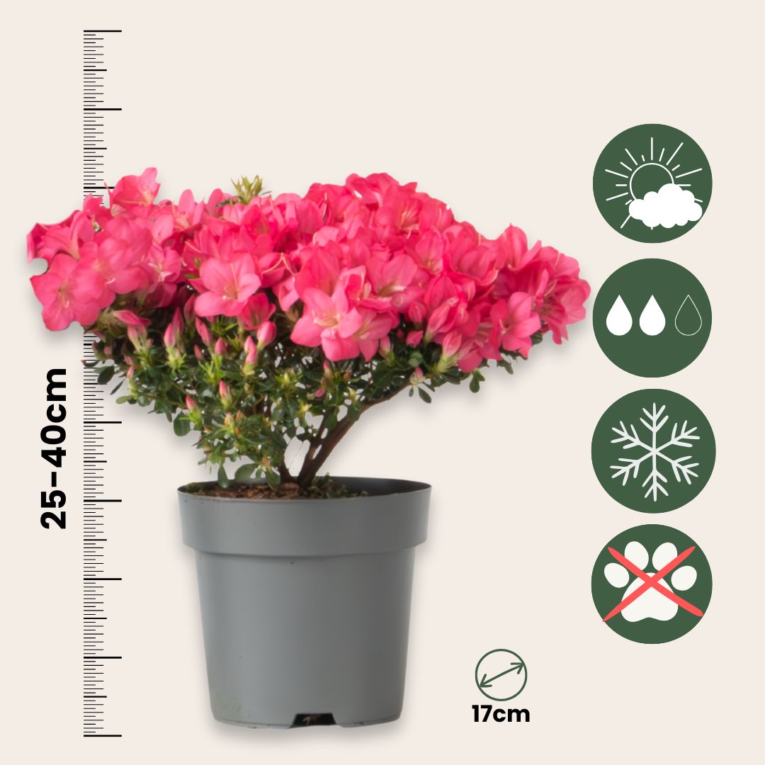 Rododendro - 2 Pzs - Rhododendron Azalea 'anouk' - Altura 25-40cm - ⌀17cm
