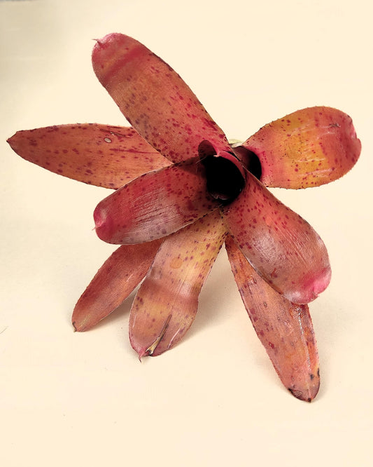 Neoregelia Iride; bromelia colorida, bromelia punteada; Curiosarium; altura 15 cm, diámetro 10 cm, sin sustrato_0