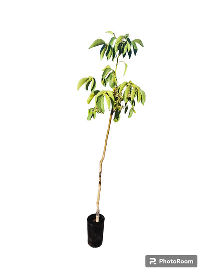 Nogal Injertado Maceta