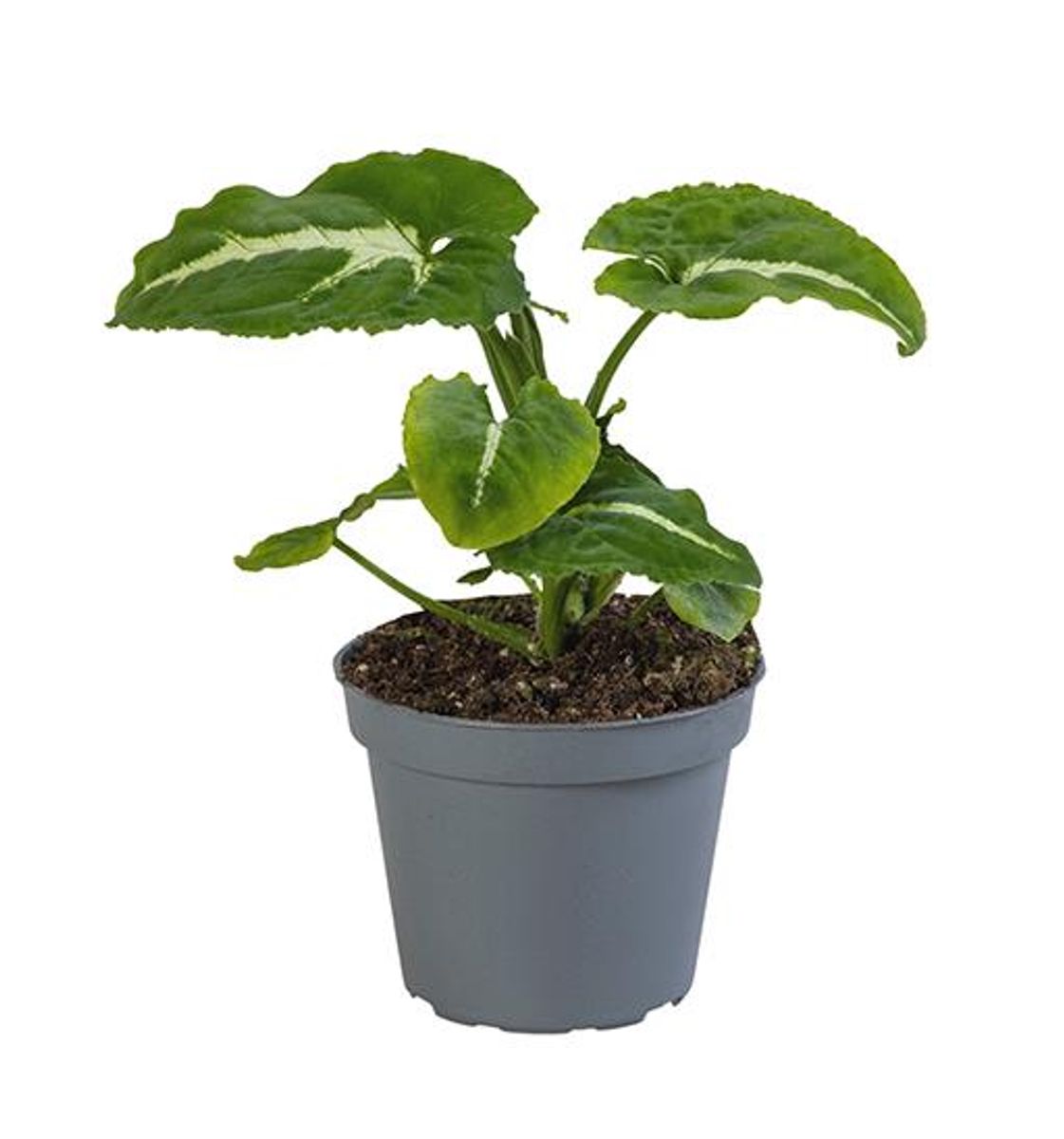 Planta Natural Syngonium Wendlandii 1 Ud Ø 6 Alt. 15_0