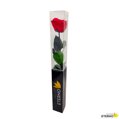 Mundo Eterno Rosa Preservada Roja 55cm_1