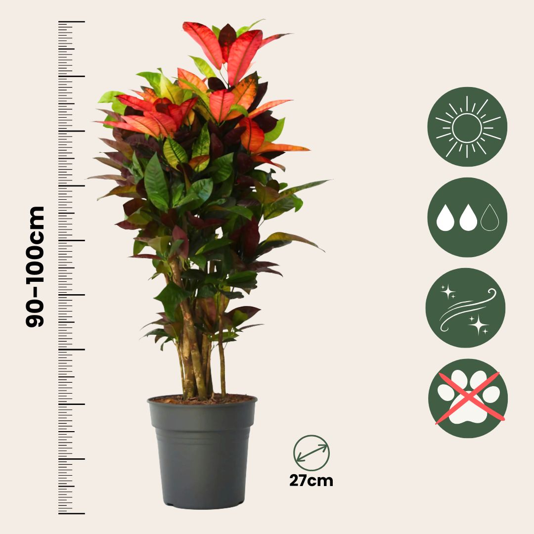 Croton - Codiaeum Variegatum 'mrs. Iceton' - Altura 90-100cm - Maceta 27cm_2