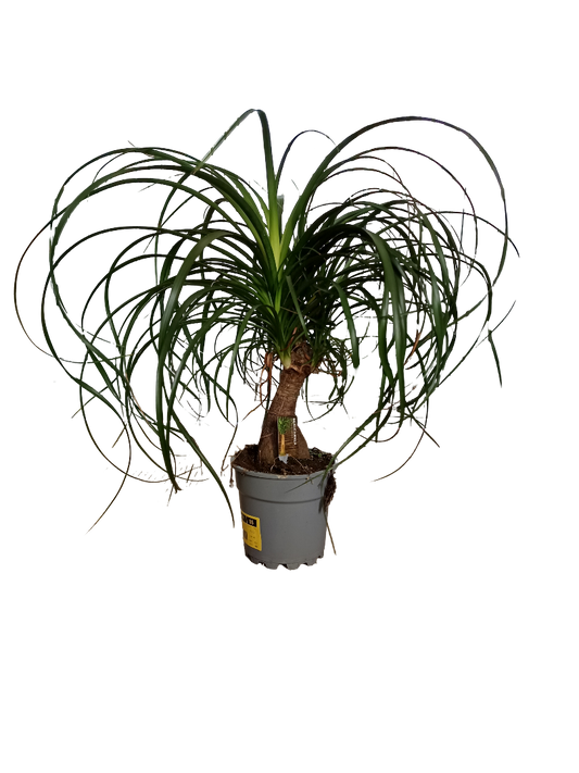 Nolina Pata De Elefante Planta De Interior Ø17 - 50 Cm