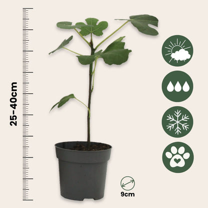 Higuera - 2 Pzs - Ficus Carica 'brown Turkey' - Altura 25-40cm - ⌀9cm