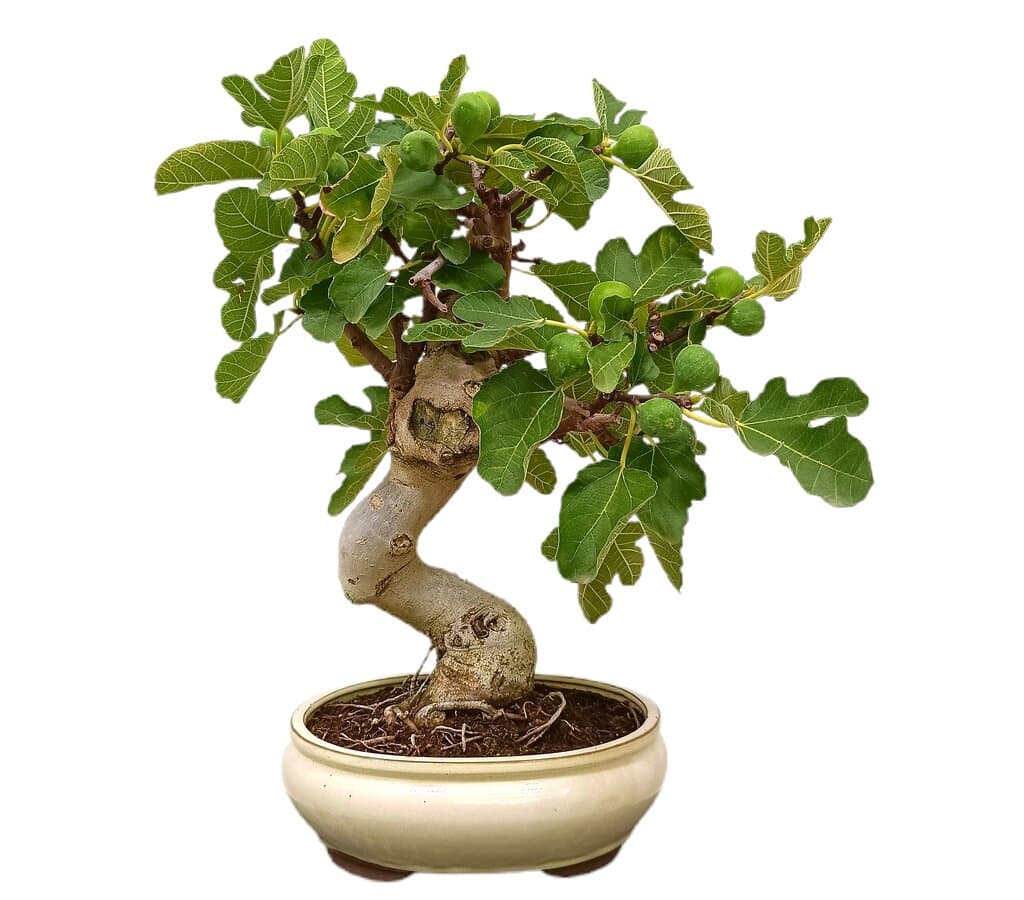Bonsái Ficus Carica 19 Años (higuera) 118456_0