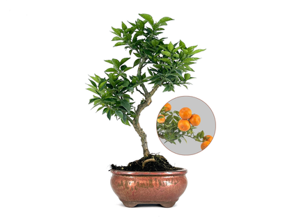 Bonsái Citrus Myrtifolia – Naranjo 8 Años_0