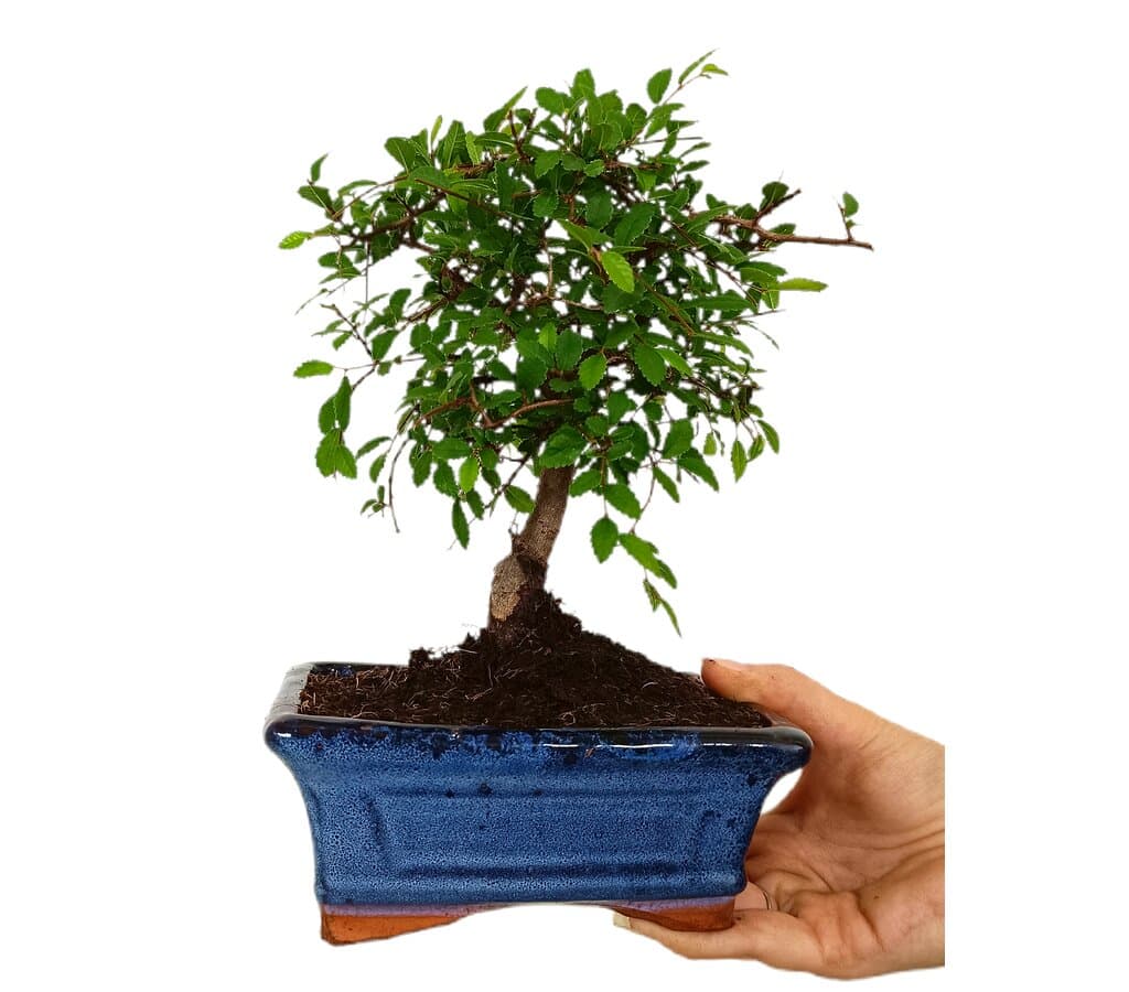 Bonsái Zelkova Parvifolia 5 Años (olmo Japonés)