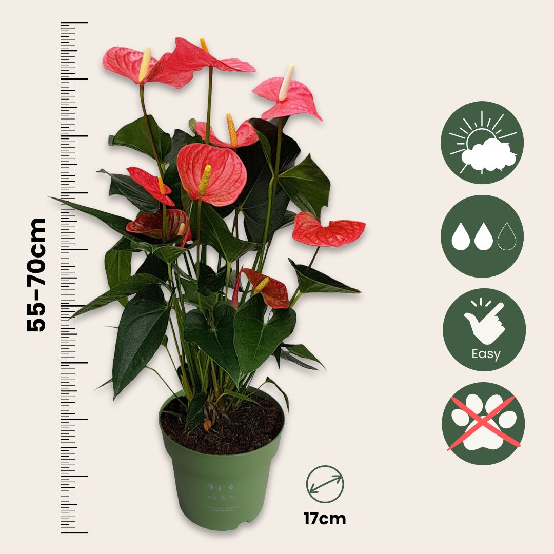 Anturio - Anthurium 'maine Pink' - Altura 55-70cm - Ø17cm_2