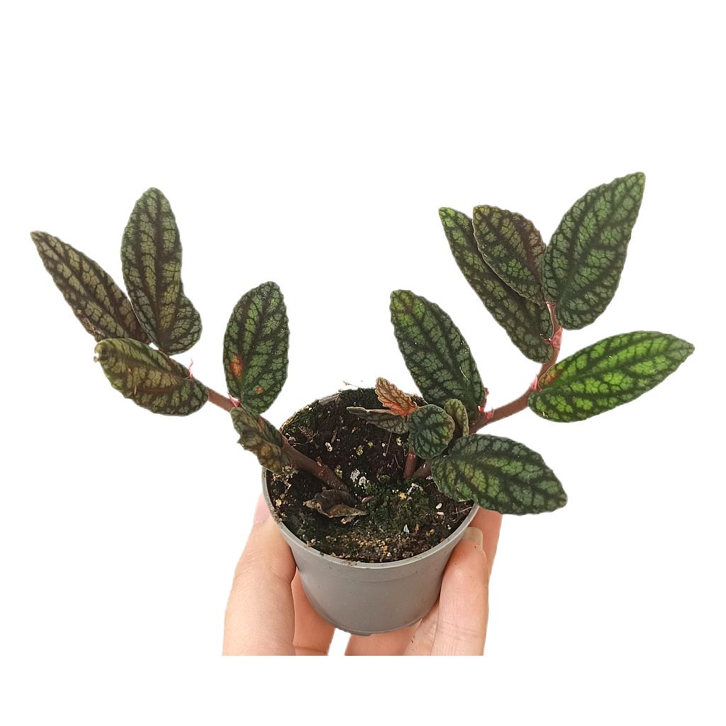 Pellionia Pulcara M6_0