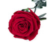 Mundo Eterno Rosa Preservada Roja 25cm
