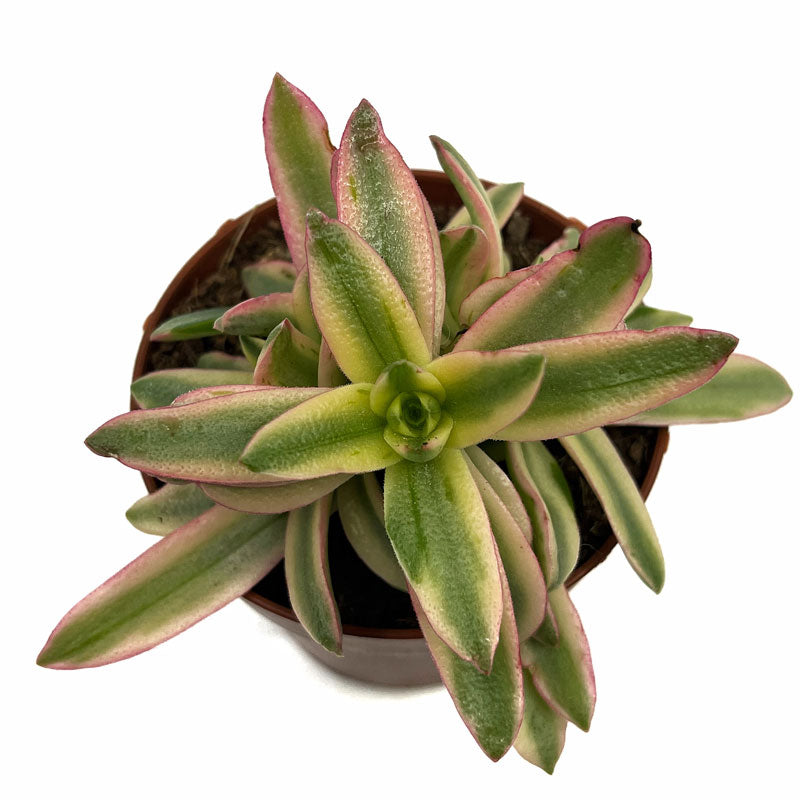 Crassula Capitella 'campfire' Variegata Cactus Y Suculentas