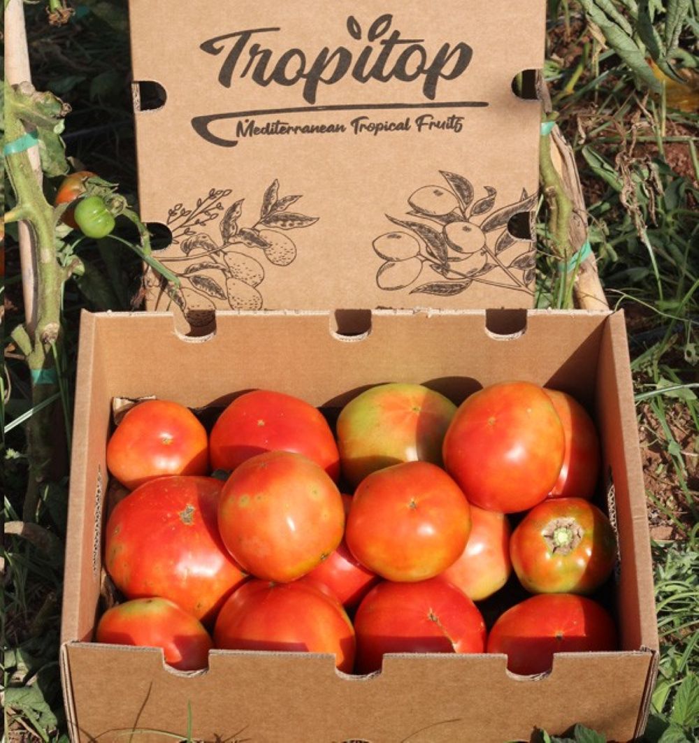 Caja De Tomates Valencianos Tropitop Caja De 15kg_1