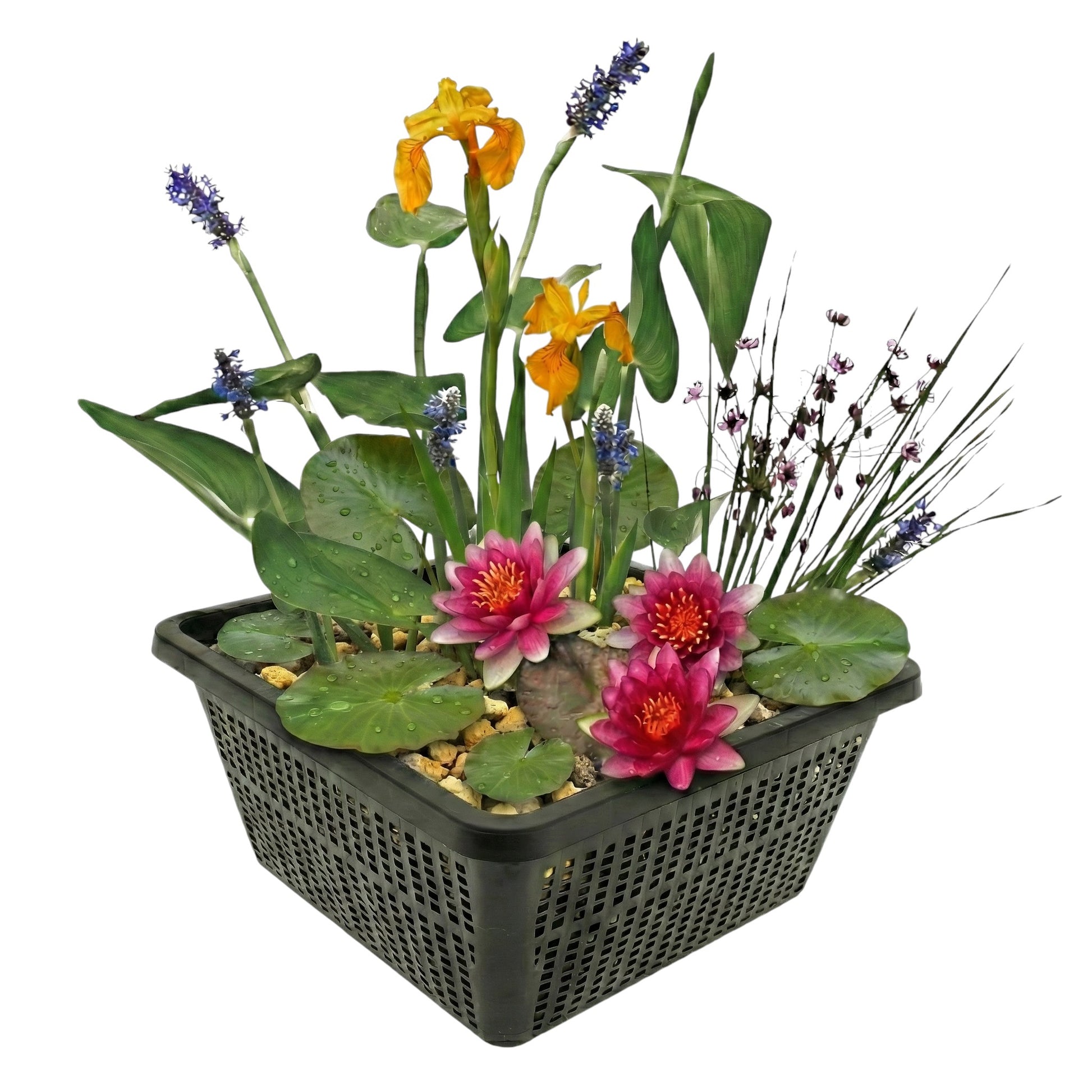 Mini Plantas Estanque Set Rojo - 4 Plantas Cesta Sustrato Abono_0