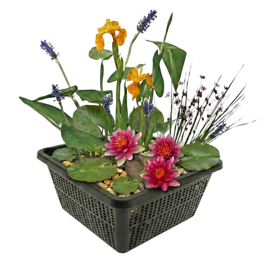 Mini Plantas Estanque Set Rojo - 4 Plantas Cesta Sustrato Abono_0