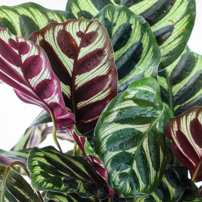 Calathea Makoyana - Planta De Interior - Altura Total Aprox. 60cm.