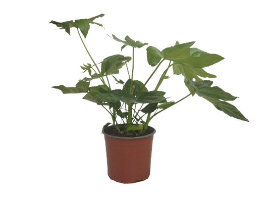 Fatsia Japónica M17 40-50cm (aralia Del Japón)_0