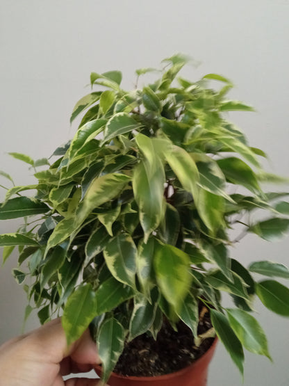 Ficus Benjamina Variegata Kinki Ø12 - 20 Cm