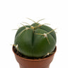 Gymnocalycium Horstii Cactus Y Suculentas M8,5 Ø