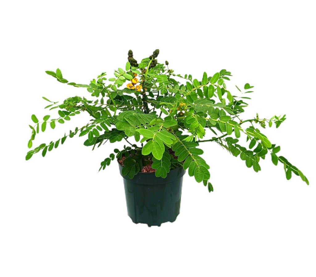 Cassia Didymobotrya M25 40-60cm_0