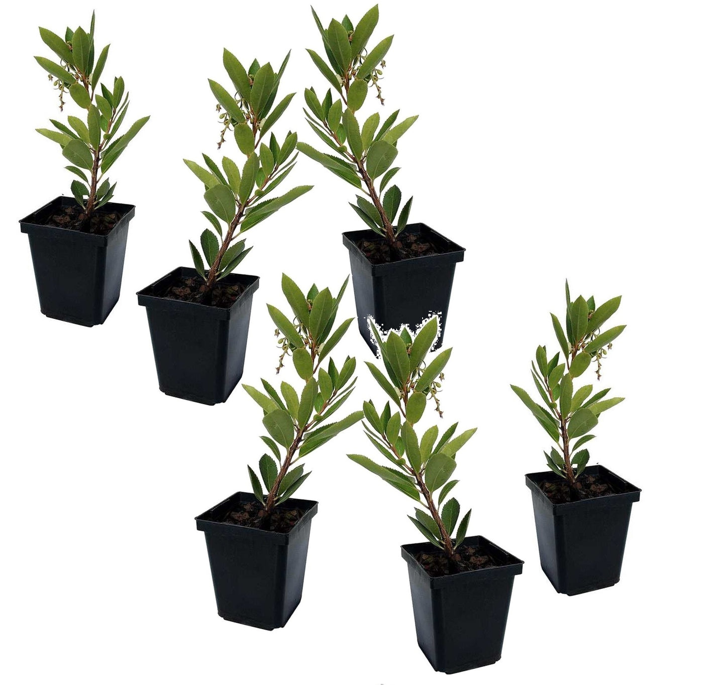 Madroño - 6 Pzs - Arbutus 'unedo' - Altura 25-40cm - ⌀9cm_0