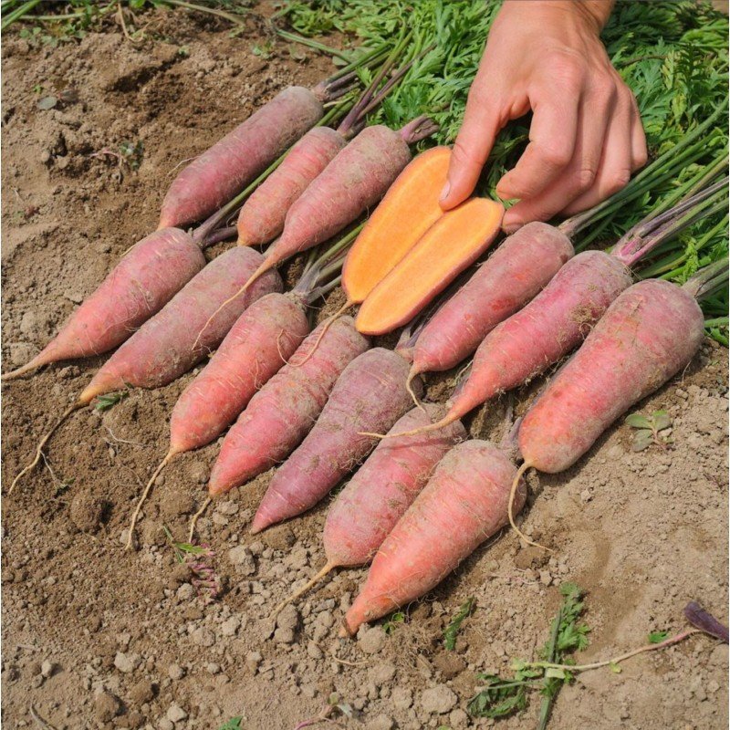 Semillas De Calabaza Rouge Vif D´etampes Ecológicas