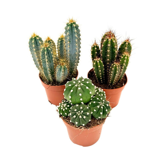 Mezcla De Cactus - Set De 3 - Cactus - Altura 15-20cm - ⌀105cm_0