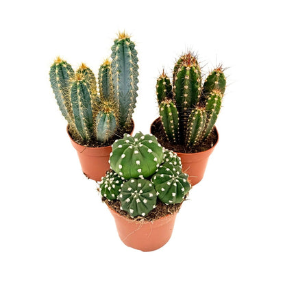 Mezcla De Cactus - Set De 3 - Cactus - Altura 15-20cm - ⌀105cm_0