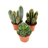 Mezcla De Cactus - Set De 3 - Cactus - Altura 15-20cm - ⌀105cm