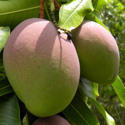 Mango Árbol - Maceta Tubo - Altura Total Aprox. 120/140cm.