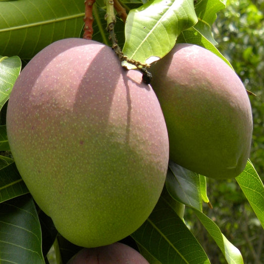 Mango Árbol - Maceta Tubo - Altura Total Aprox. 120/140cm._0