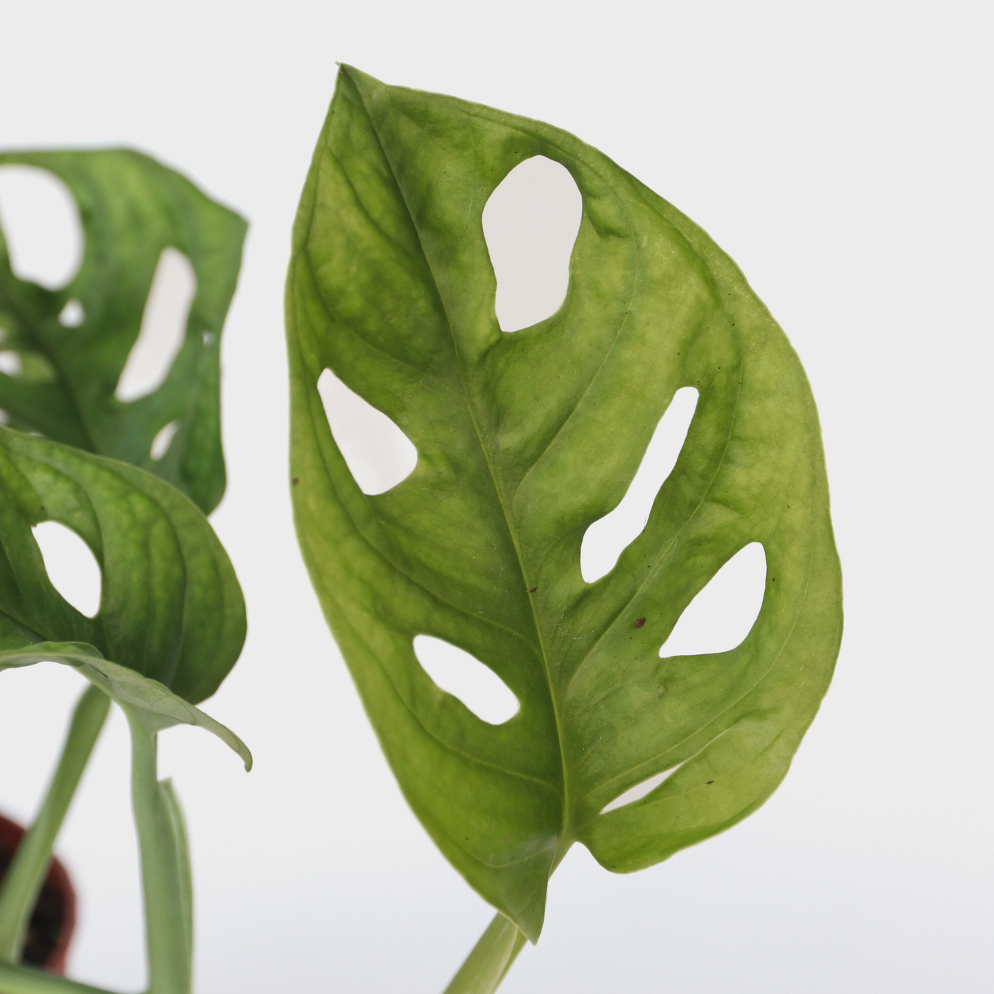 Máscara De Mono - Monstera Adansonii 'monkey Mask' - Altura 25-30cm - ⌀12cm