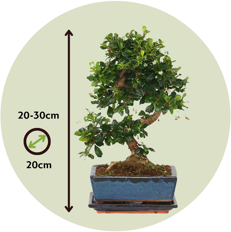 Bonsái - Carmona Microphylla - Altura 25-30cm - ⌀20cm
