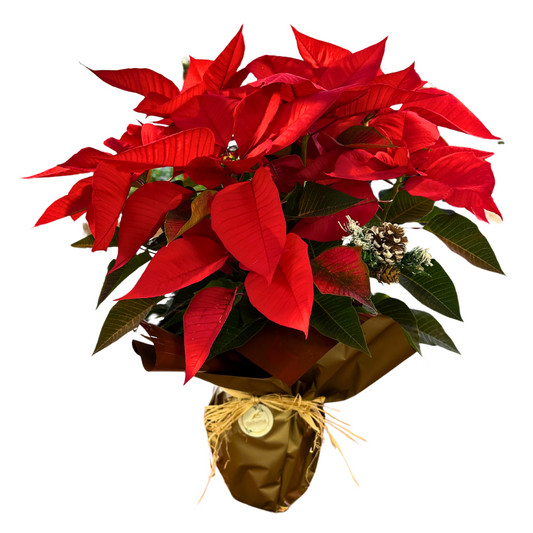Poinsettia O Flor De Pascua Roja M17 Decorada Navidad_0