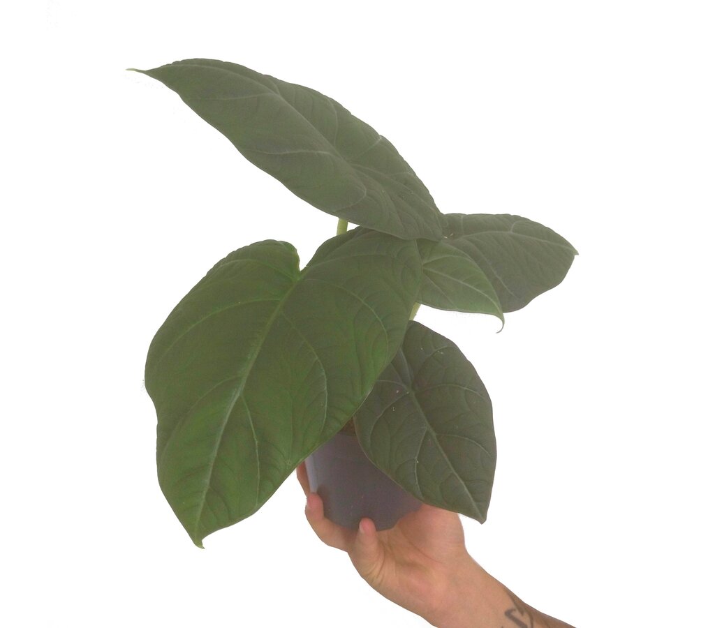 Alocasia Maharani M14_0