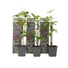Parra Virgen - 3 Pzs - Parthenocissus Quinquefolia - Altura 25-40cm - ⌀9cm