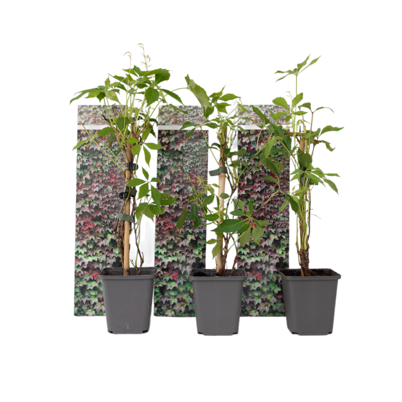 Parra Virgen - 3 Pzs - Parthenocissus Quinquefolia - Altura 25-40cm - ⌀9cm