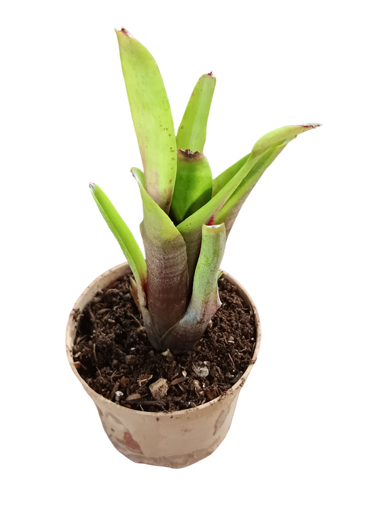 Neoregelia Amandae Planta Bromelia Para Terrarios E Inteior